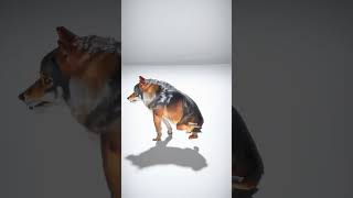 Stylized Dog Character with Dynamic Pose - AI Rigged 3D Character