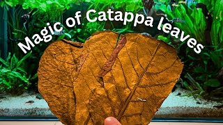 Ultimate Guide: Indian Almond/Catappa Leaves for Betta/Shrimp Care