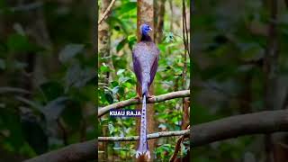 Download Lagu suara burung kuau raja yang tidak boleh diperjual belikan MP3