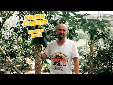 Video: Was ist Limettenbasilikum: Tipps für den Anbau von Limettenbasilikum im Garten