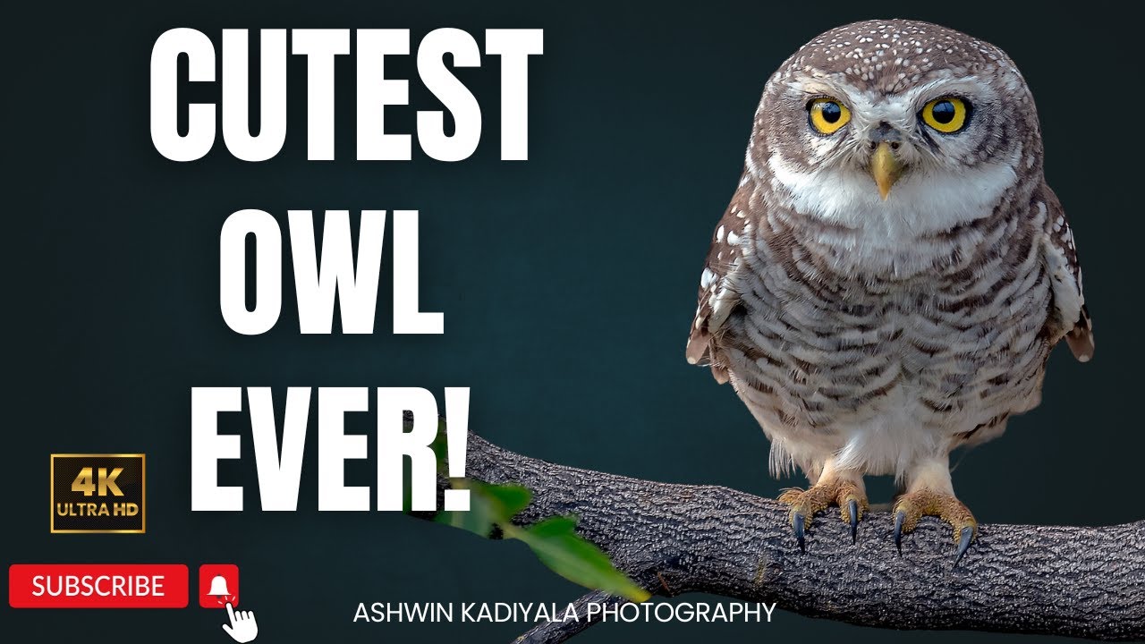 Самая милая сова в Индии: тайная жизнь пятнистого совенка