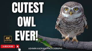 The Cutest Owl in India: The Secret Life of the Spotted Owlet
