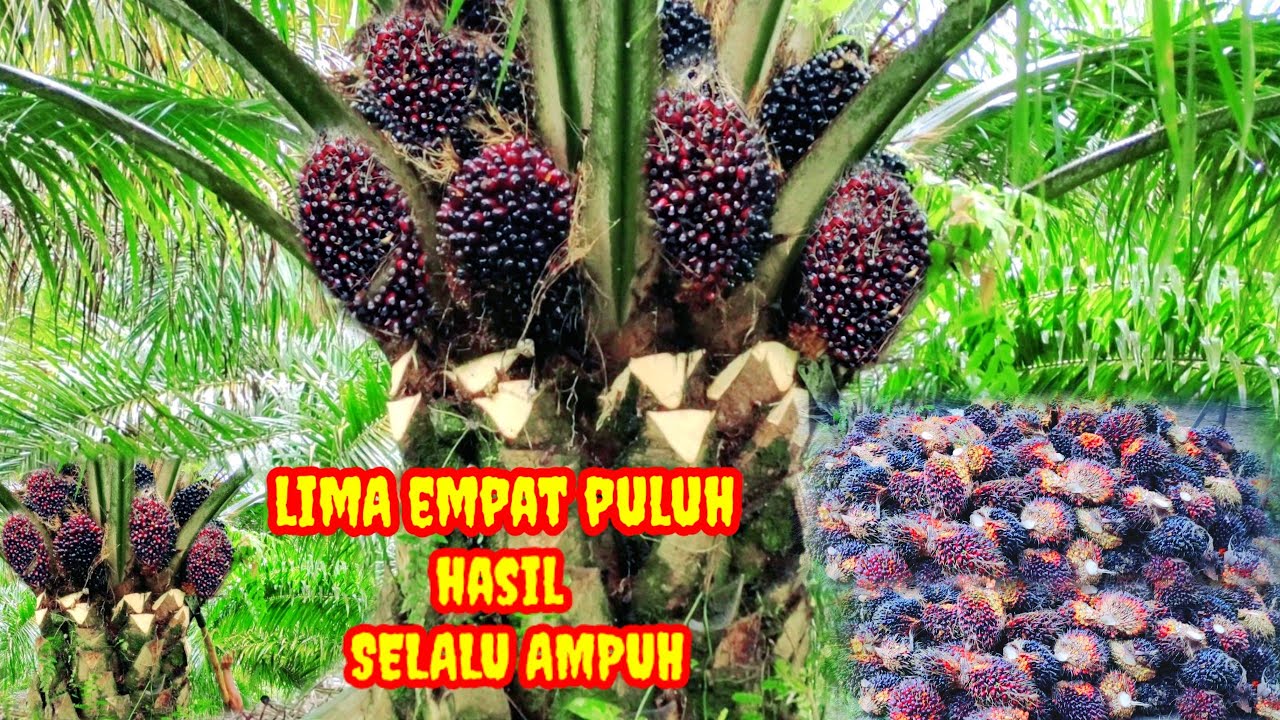 ganasnya PPKS 540 musim kemarau pun buahnya tetap ampuh