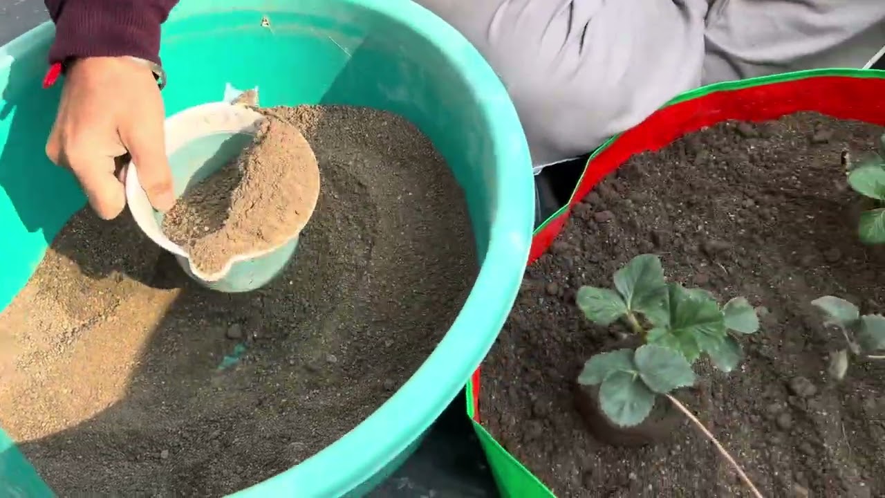 Strawberries in Grow Bag + Haldi Harvest 🌿 