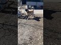 #kangalkeşfet #ytdayibenionecikarnolur #köpek #kangal #abonne #kesf
