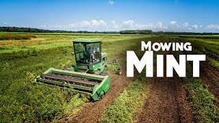 How Mint Oil Is Made Cutting Mint John Deere 3430 Swather Part 1