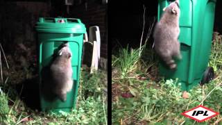 A new green bin prototype touted as being able to keep raccoons and
other pesky rodents out is coming peel region at the end of 2015.