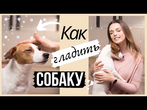 Видео: Как погладить собаку