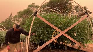 Cannabis Growing Tutorial | Trimming the Undercarriage with Steep Hill Mendo