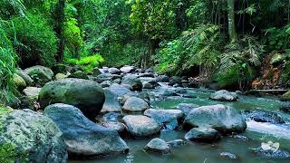 Silent River Stream at Nightfall | Gentle Flowing Water Sounds for Peaceful Sleep