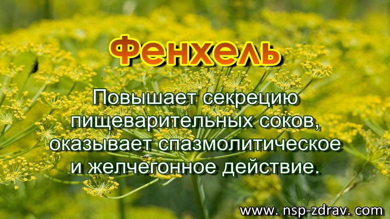 ЭйДжи-Экс (AG-X) - компании NSP