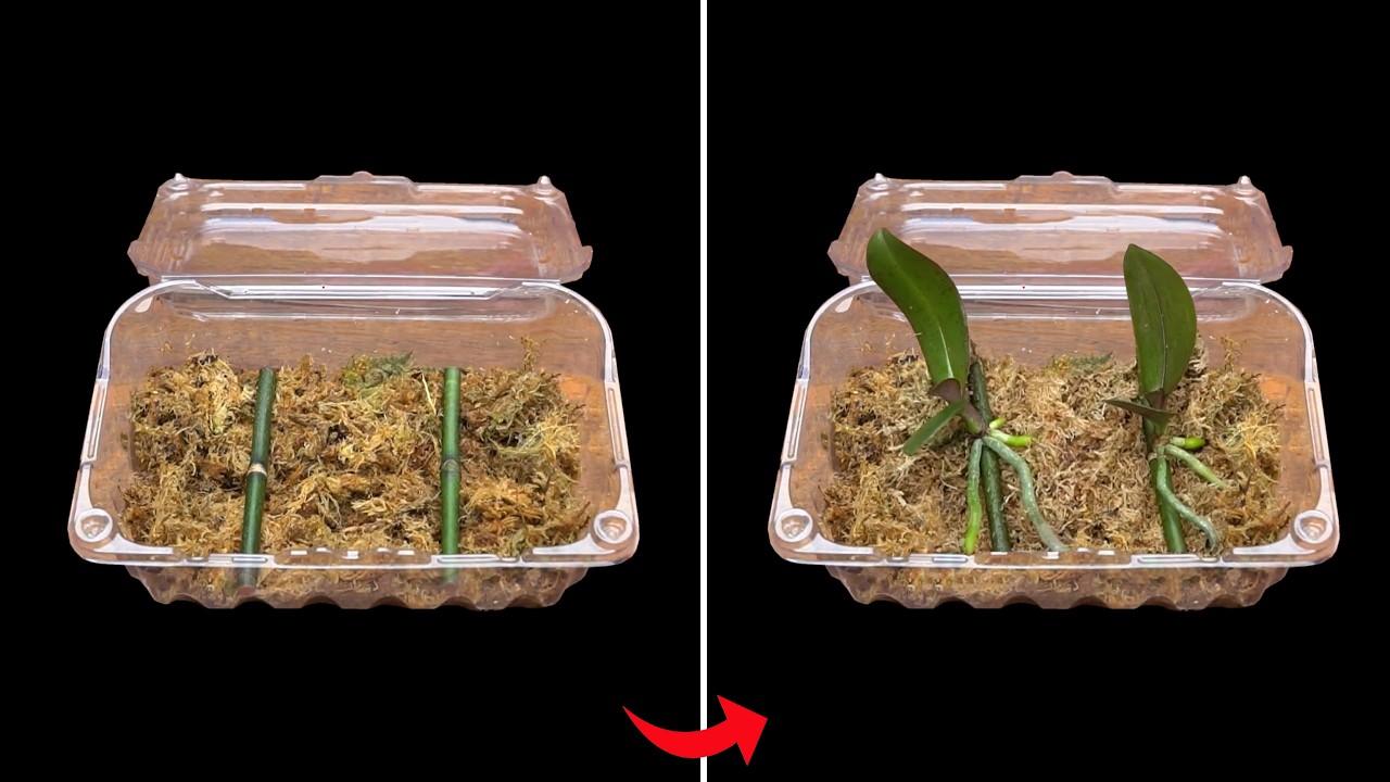 Menumbuhkan Tunas Baru Anggrek Hanya Dengan Menggunakan Kulit Kentang