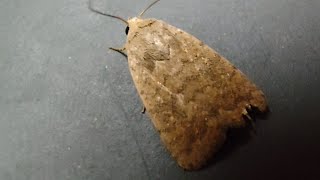 Athetis sp. Moth Noctuidae 