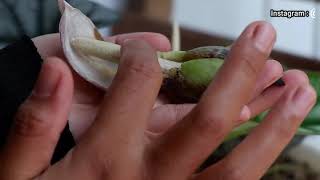 How to Cross-Pollinate Ornamental Caladium Flowers