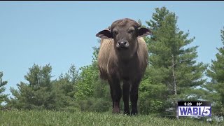 A look at New England’s only water buffalo farm in Appleton