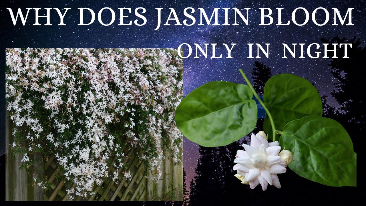 Why does Jasmin bloom only in night?🌼🌼🌼🌼🌼🌼 science facts YouTube