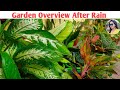 Garden overview after rain  rainy season garden overview  lipsha world