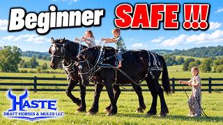 New to Draft Horses This Beginner Safe Percheron Team Is for You!