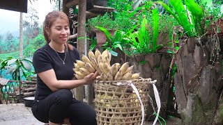 Harvesting Banana Fruit Garden Goes to the market sell - Gardening | farm life #163