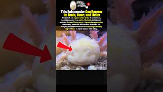 This Salamander Can Regrow Its Brain, Heart, and Limbs #shorts