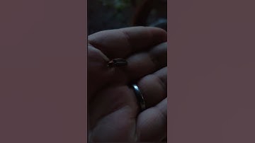 Lightning bugs are out in TN! #firefly #lightningbugs #summervibes ❤️