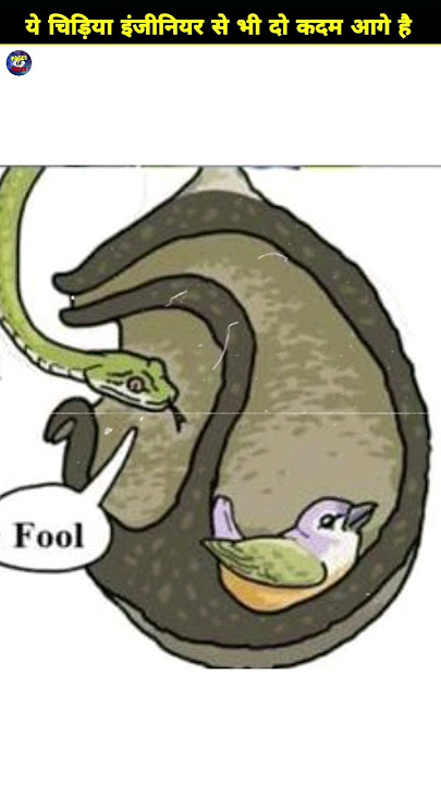 The Most Intelligent Bird In The World 😱 |Penduline Tit...🐦