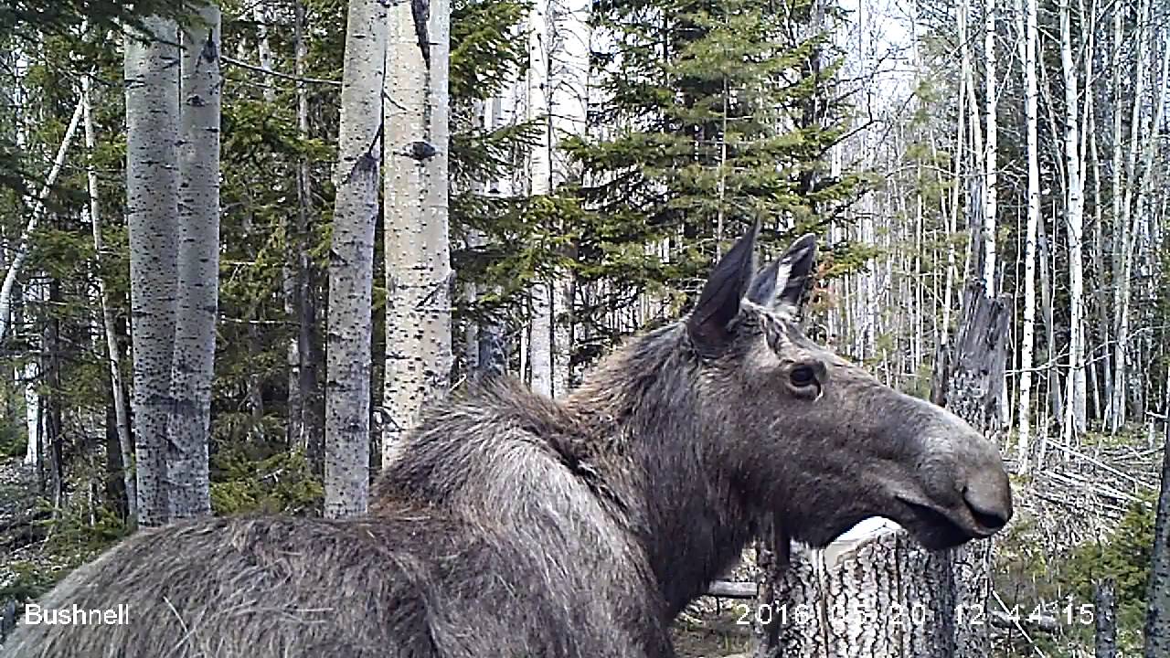 Лось На Сковороде Рецепт С Фото