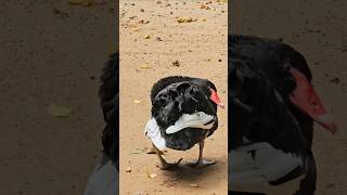 Grace of the Black Swan 🦢 #nature #birds #viralvideo #shorts