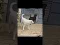 Cuidado com o vão do portão! Ataque de Pitbull em Itupeva