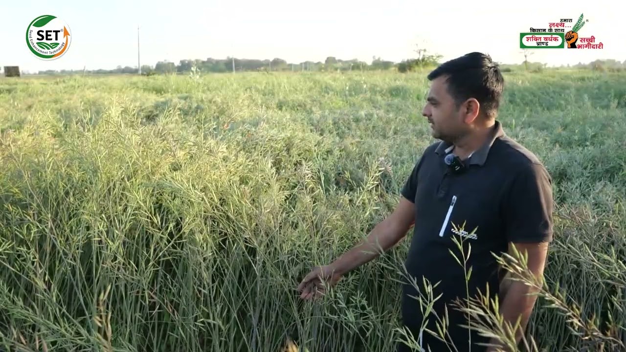 SMH 20-22 हाइब्रिड सरसों बीज 🌱 || SVHSPL || 📞 80 90 100 540