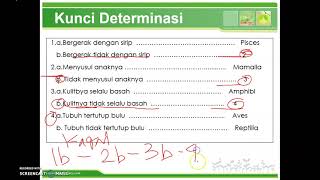 Kunci Determinasi Pada Hewan Kunci Determinasi Pada Hewan