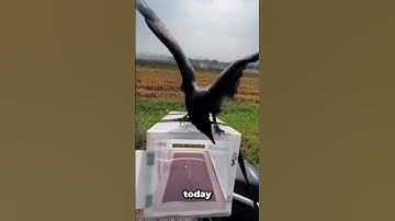 Watch What Happens When This Crow Tastes Freedom
