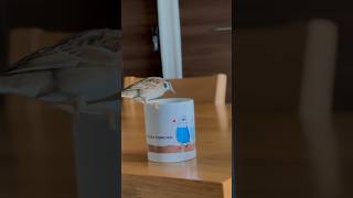 Qちゃんの放鳥時パトロール。コップの中身、わらびちゃんのごはん、テーブルの上、パン屑チェックそして羽繕いのひと休み