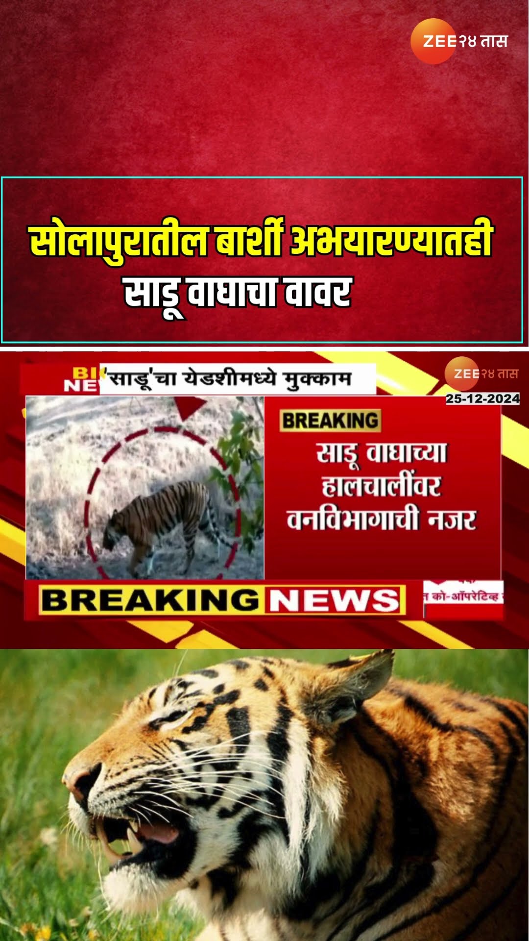 Solapur Tiger | सोलापुरातील बार्शी अभयारण्यातही साडू वाघाचा वावर | Zee24Taas