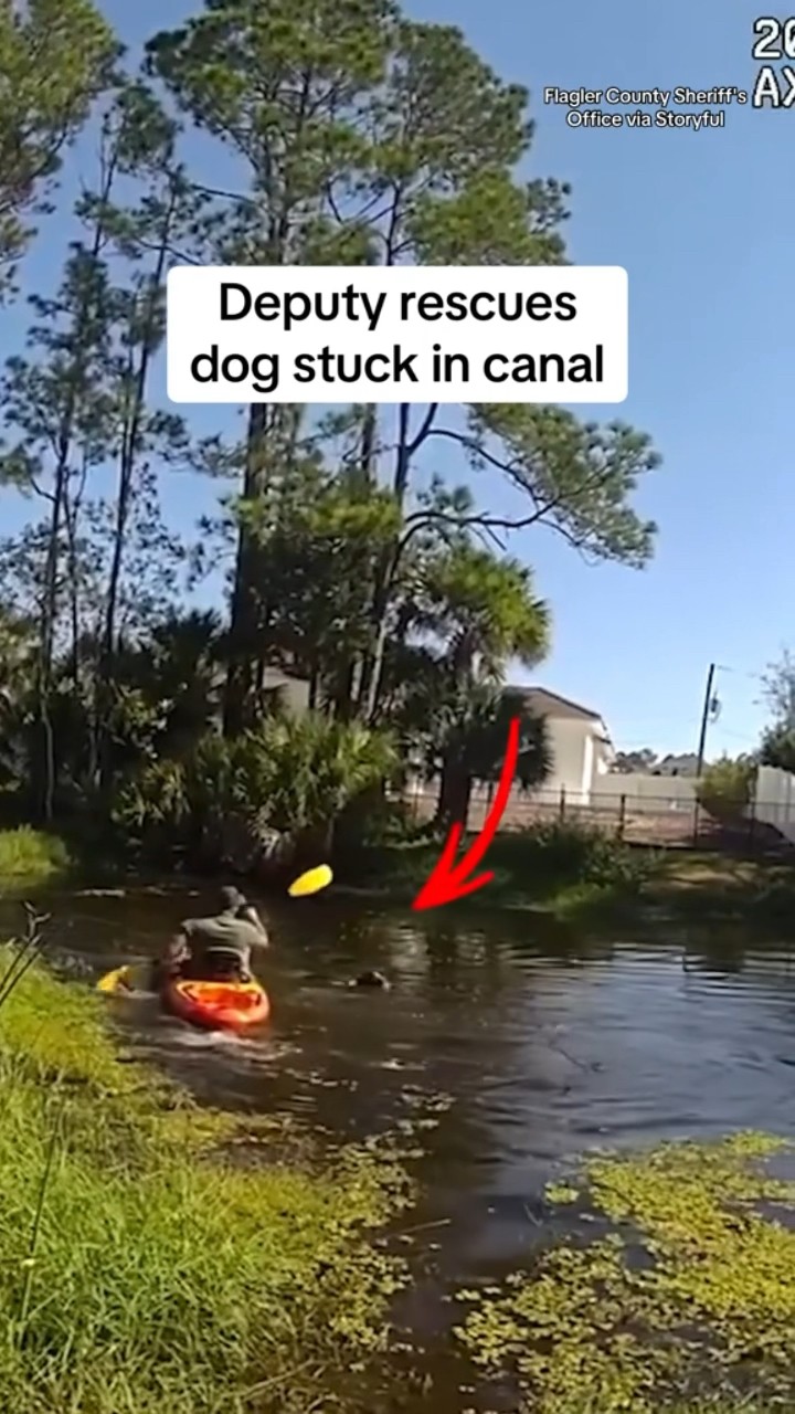 Deputy rescues dog stuck in canal #shorts