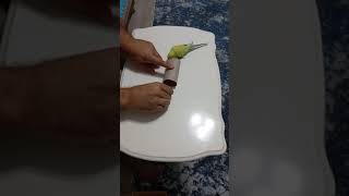 Limon Eğitim 2