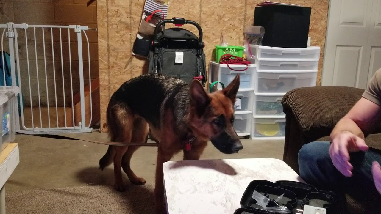 Finding working level with new dog with e collar YouTube