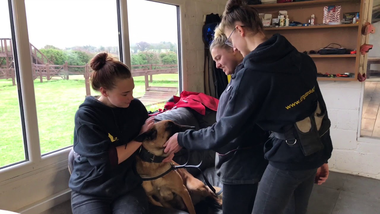 What does a personal Protection k9 look like YouTube