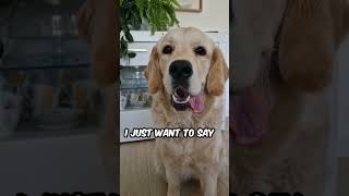 My Dog Has Something Special to Say to You goldenretriever dogs shorts cute