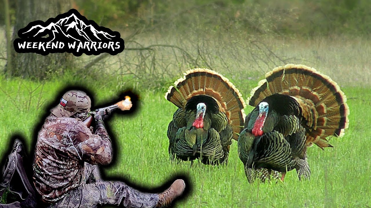2nd chance turkeys Texas Turkey Hunting Verdict Ammunition YouTube