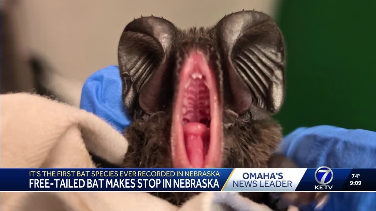 Free-tail bat makes stop in Nebraska, marking first of its species ever recorded in the state