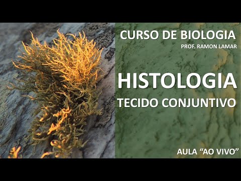 HISTOLOGIA ANIMAL: TECIDO CONJUNTIVO