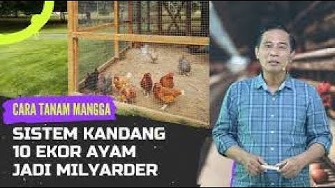 Modal 10 ayam kampung bisa jadi miliarder di kampung sendiri I cerita usaha