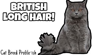 British Longhair! -Cat Breed Profileish- by Cats Love 19 views 5 months ago 3 minutes, 53 seconds