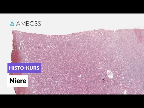 Histologie Niere - Mikroskopische Anatomie - AMBOSS Video