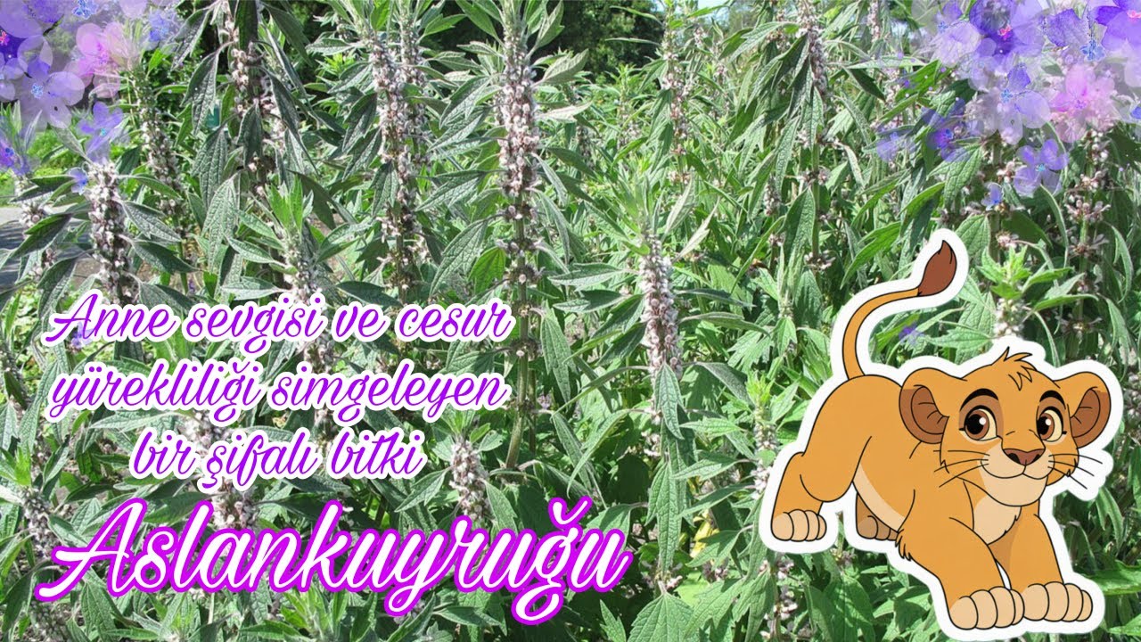 Aslan Kuyruğu - Leonurus cardiaca