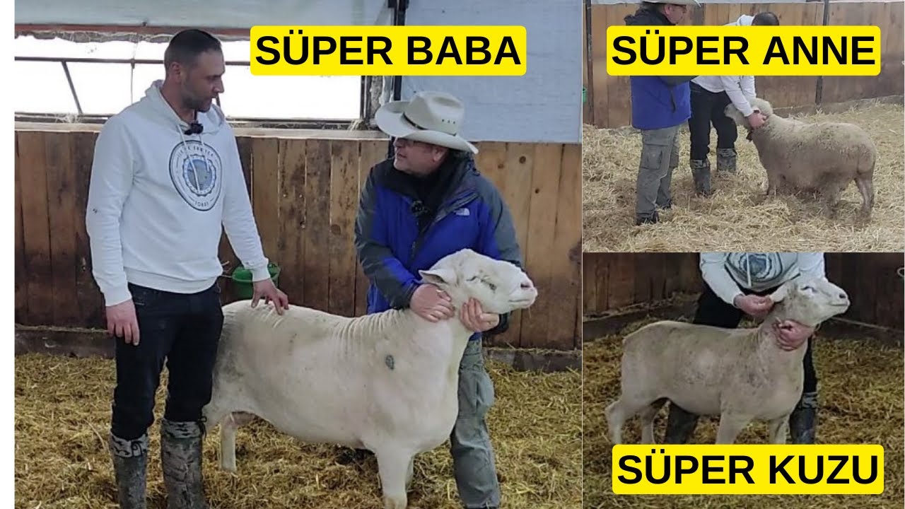 СУПЕРМАТЕРИНСКИЙ АГНЕЦ ОТЦА (Французы хотят этой крови)