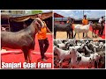 Sanjari goat farm palai result  goats upto 130 kg