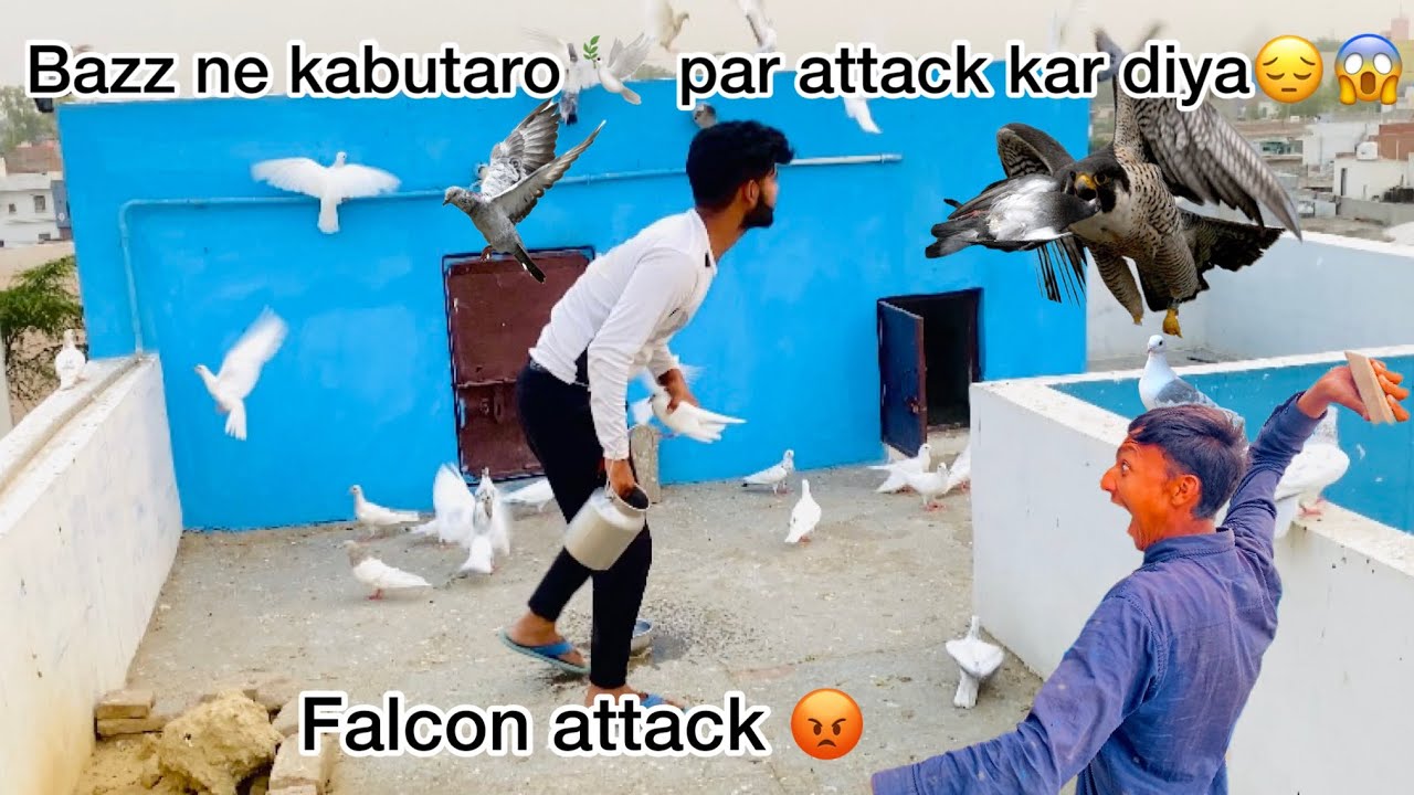Bazz 🦅ne kabutaro🕊️par hamla kar diya😢 / falcons attack on pigeons 🕊️🕊️