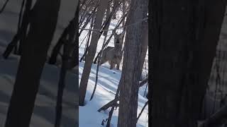 А теперь к приятным новостям: в Уфе косуля 🦌❤️